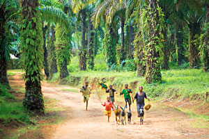 Jungle in Byuma, Rwanda
