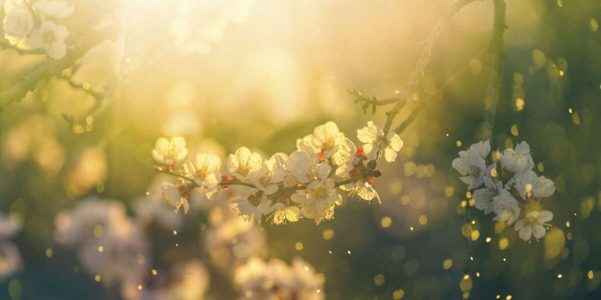 Spring blossom
