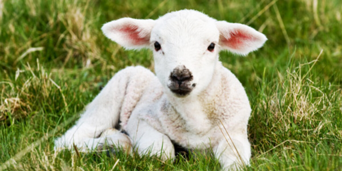 animals_herocore