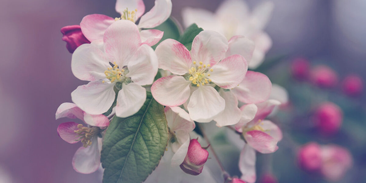 believe-jesus-lives-american-bible-society-corporate-blog