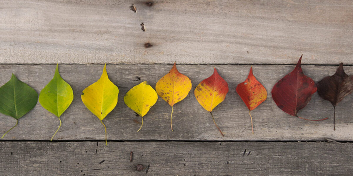 bible-reading-strategies-for-the-five-seasons-reading-plan-american-bible-society-leaders-church-leadership-blog-summer-winter-fall-spring-christmas-advent-back-to-school-easter