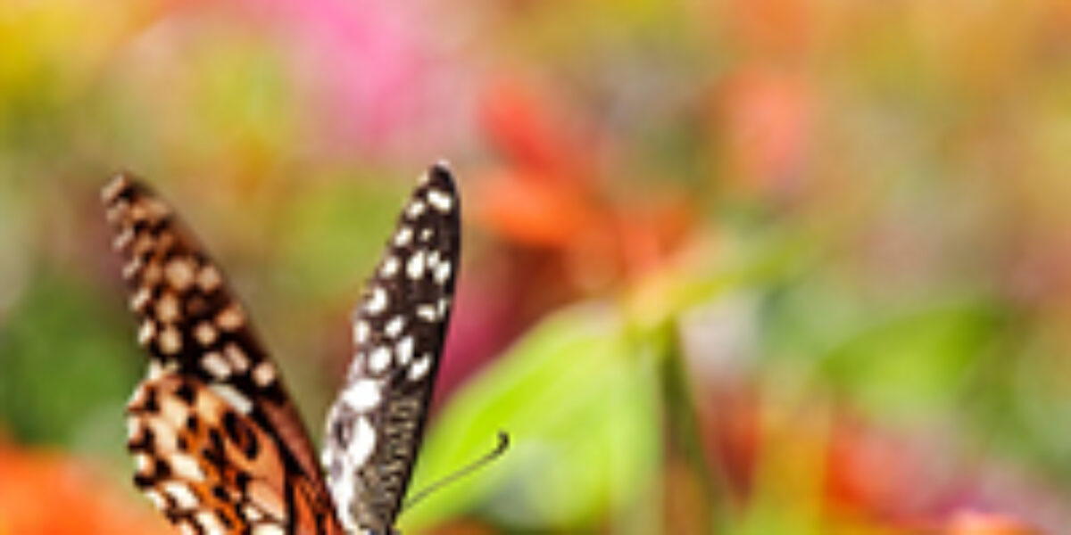 easterbutterfly