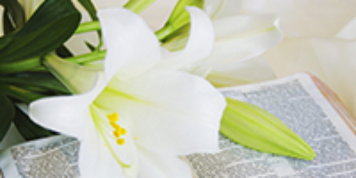 easterlily