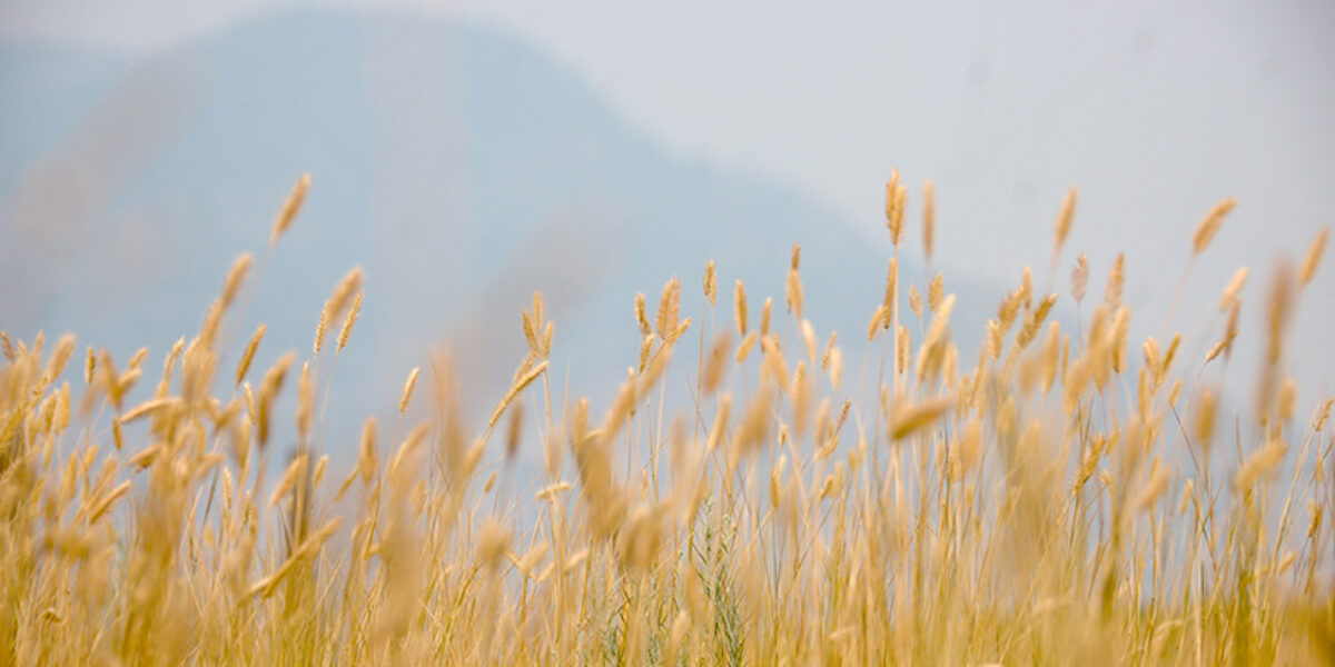how-god-appeared-to-a-poor-farmer-and-his-family-american-bible-society-asia-ministry-story