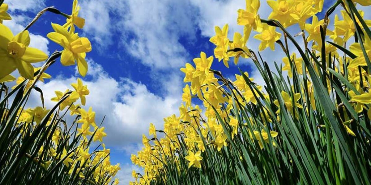 La promesa de la primavera