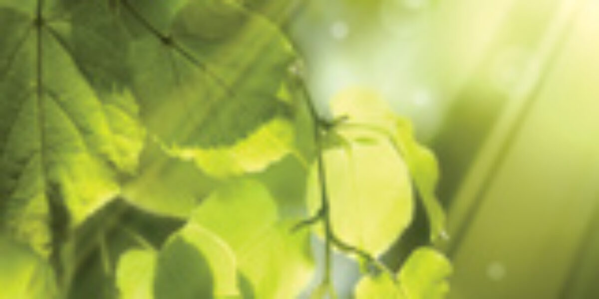 memorium_preview_1