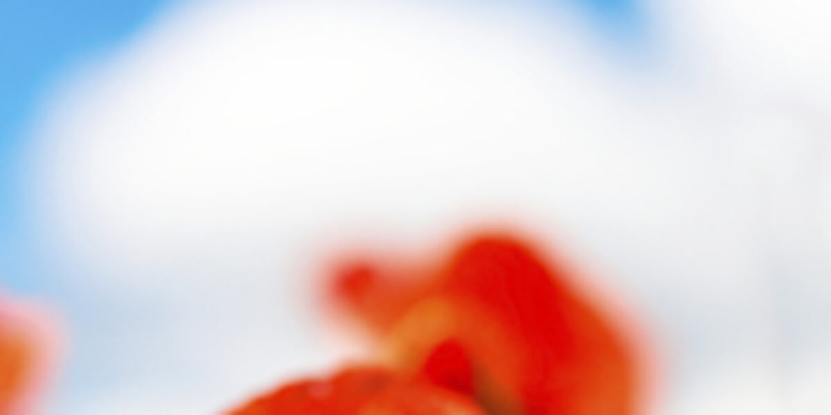 red-poppies-in-field-poppy-flanders-field-memorial-day-pray