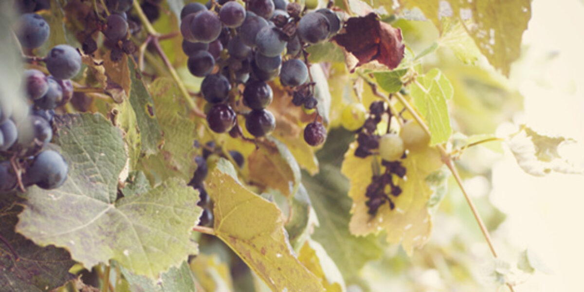 vine_herocore