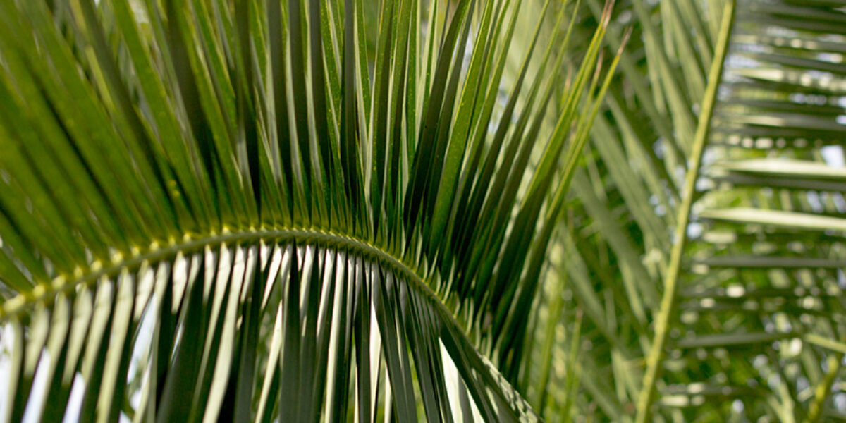 which-palm-sunday-parade-will-you-join-american-bible-society-leaders-leadership-easter-blog