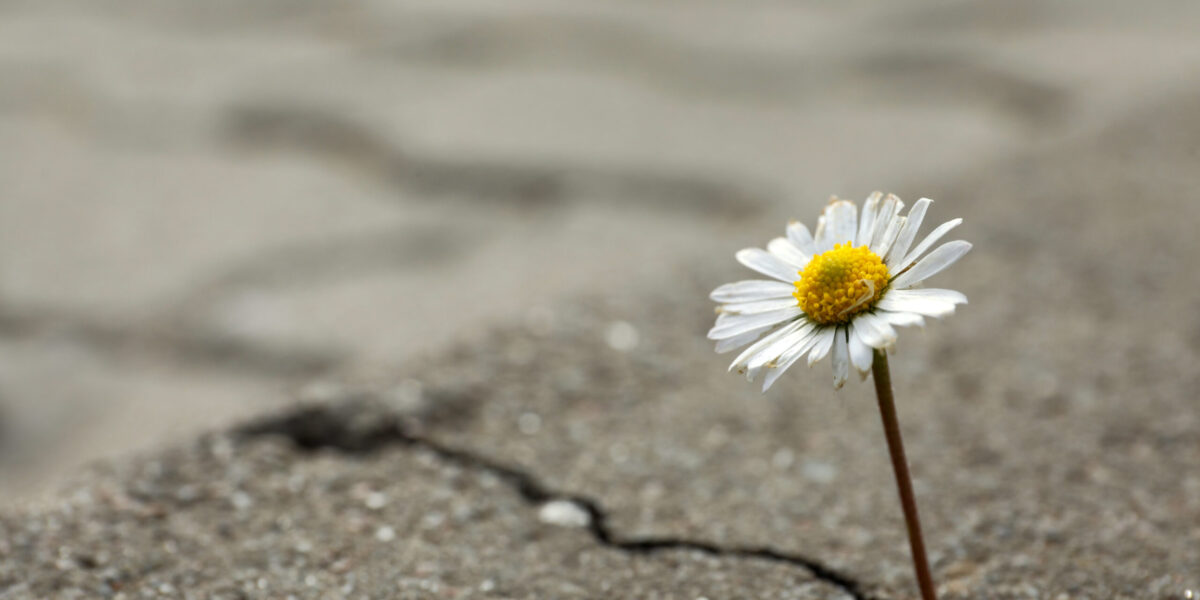 Beautiful flower growing out of crack in asphalt, space for text. Hope concept