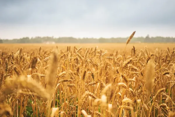 Field of mature wheat extending into the distance.