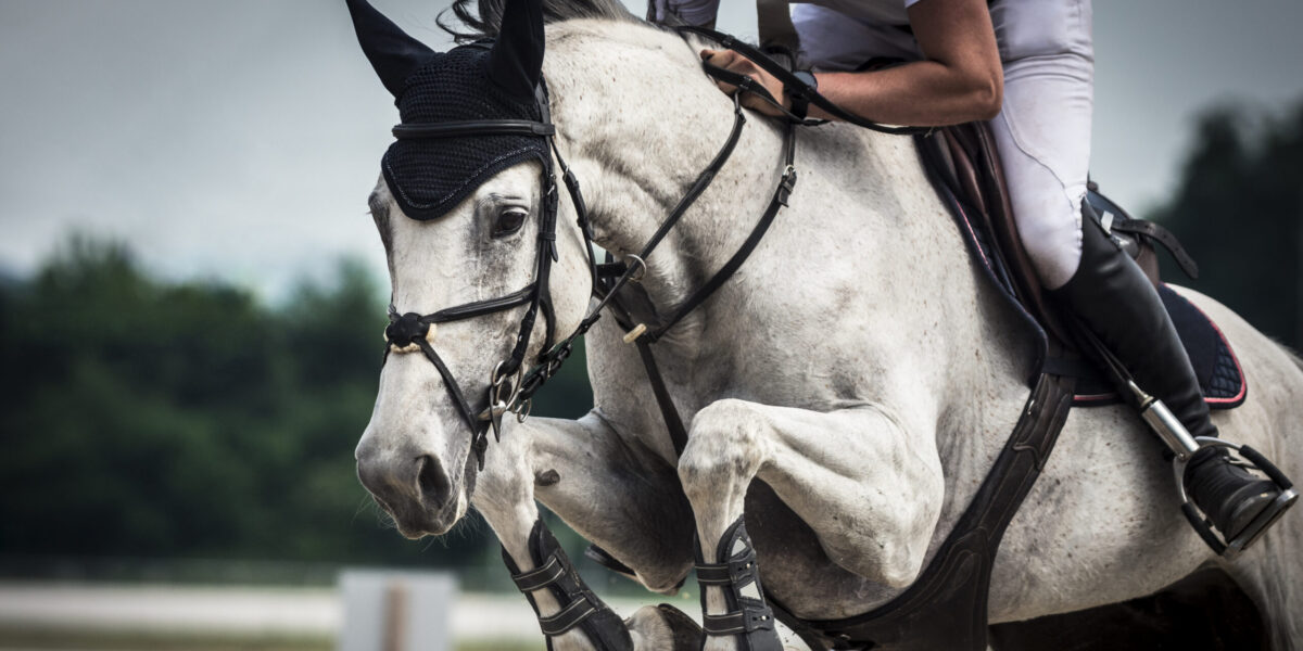 Dapple gray horse jumping over hurdle